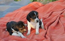 Cuccioli Beagle tricolore