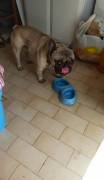 Cucciolo di bulldog francese