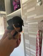 Pinscher nano cuccioli