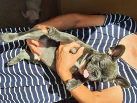 Bulldog francese colore BLU