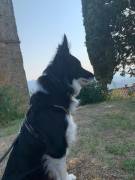 Regalo cane bordie Collie