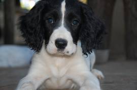 Cucciolo di Springer Spaniel