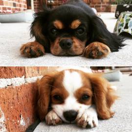 Cuccioli di Cavalier King Charles Spaniel