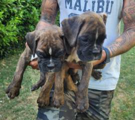 Vendesi cucciola di boxer tigrata alta genealogia