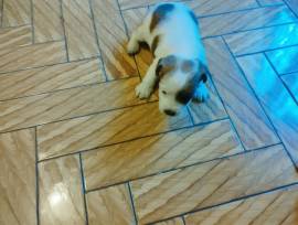 Cuccioli di jack Russel con pedigree 