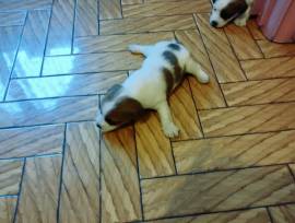 Cuccioli di jack Russel con pedigree 