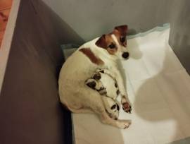 Cuccioli di jack Russel con pedigree 