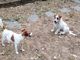 Cuccioli di jack Russel con pedigree 