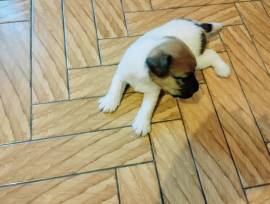 Cuccioli di jack Russel con pedigree 