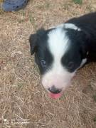 Cuccioli Border collie 