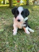 Cuccioli Border collie 