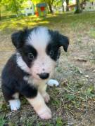 Cuccioli Border collie 