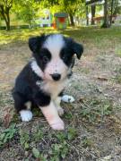 Cuccioli Border collie 