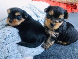 Regalo Yorkshire Terrier Mini Toy