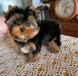 Regalo Yorkshire Terrier Mini Toy