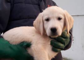 LABRADOR RETRIEVER CUCCIOLI