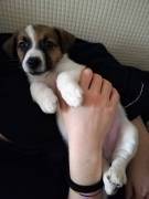 JACK RUSSELL TERRIER CUCCIOLI