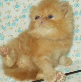Favolosi cuccioli di gatti persiani ipertipici 