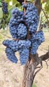 Vendo uva da vino (sangiovese)