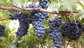 Vendo uva da vino (sangiovese)