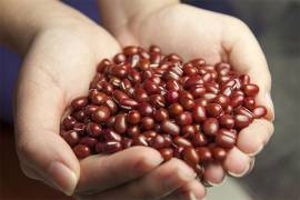 Beans from Ukraine. Bandolya, White round, Kidni, Mavka and others