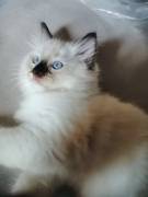 DOLCISSIMO E VIVACE CUCCIOLO RAGDOLL CON PEDIGREE