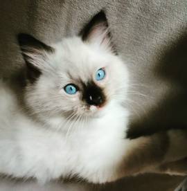 DOLCISSIMO E VIVACE CUCCIOLO RAGDOLL CON PEDIGREE