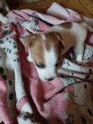 Cuccioli di jack Russel con pedigree 