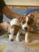 Cuccioli di jack Russel con pedigree 