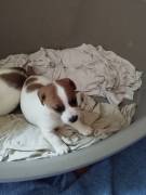 Cuccioli di jack Russel con pedigree 