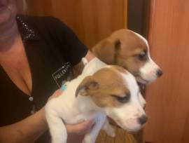 Cuccioli di jack Russel con pedigree 