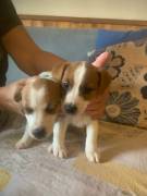 Cuccioli di jack Russel con pedigree 