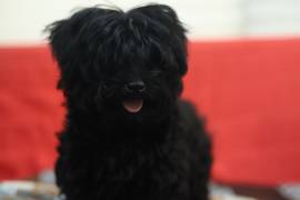 Rarissimo Cucciolo Maschio di Morkie Nero