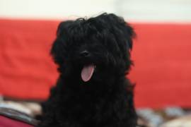 Rarissimo Cucciolo Maschio di Morkie Nero