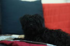 Rarissimo Cucciolo Maschio di Morkie Nero