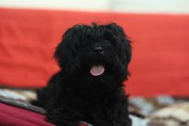 Rarissimo Cucciolo Maschio di Morkie Nero