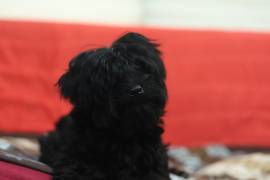 Rarissimo Cucciolo Maschio di Morkie Nero