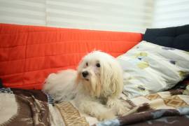 Cucciolo Maschio di Maltipoo