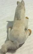 Peluche Cavallo Steso 50cm. di LAV Made in Italy anni '90 perfetto 