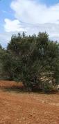Terreno agricolo con alberi di olivo