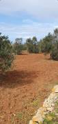 Terreno agricolo con alberi di olivo