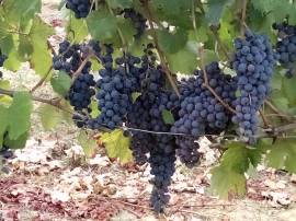 UVA da VINO