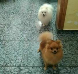 **SPITZ TEDESCHI NANI/POMERANIA CON PEDIGREE ENCI**