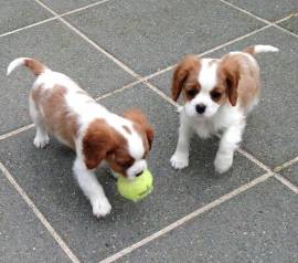 Cuccioli di Cavalier King Charles Spaniel~~