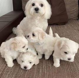 Simpatici mini cuccioli maltesi