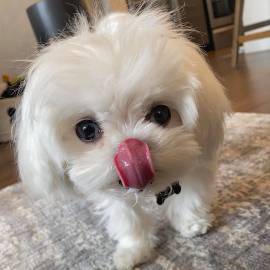 Cuccioletto di maltese mini toy 