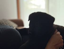 Cuccioli Akita americano