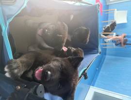Cuccioli Akita americano