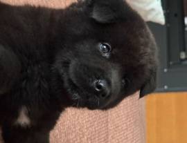 Cuccioli Akita americano