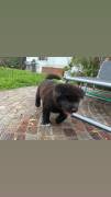 Cuccioli Akita americano